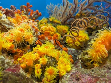 しながわ水族館に投稿された画像（2024/5/27）
