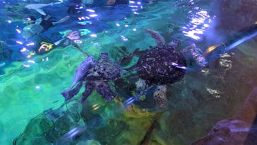 しながわ水族館に投稿された画像（2024/5/27）