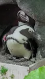サンシャイン水族館に投稿された画像（2024/5/27）