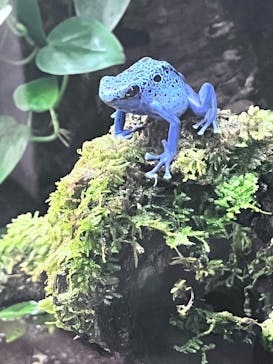 カワスイ 川崎⽔族館に投稿された画像（2024/5/27）