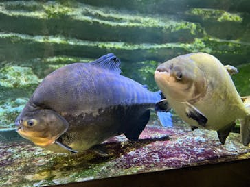 カワスイ 川崎⽔族館に投稿された画像（2024/5/27）