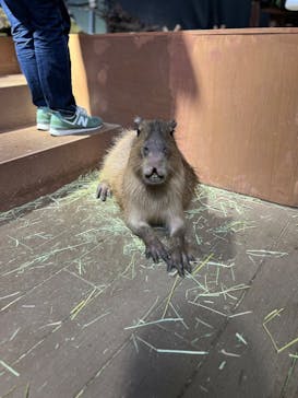 カワスイ 川崎⽔族館に投稿された画像（2024/5/27）