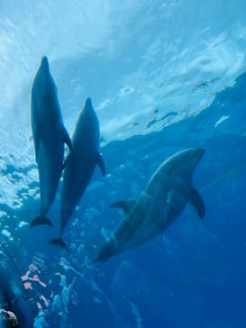横浜・八景島シーパラダイスに投稿された画像（2024/5/27）