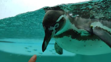 下田海中水族館に投稿された画像（2024/5/27）