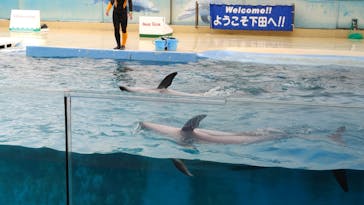 下田海中水族館に投稿された画像（2024/5/27）