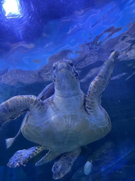 しながわ水族館に投稿された画像（2024/5/27）