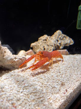 しながわ水族館に投稿された画像（2024/5/27）