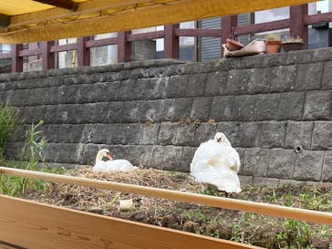 小江戸さわら 舟めぐりに投稿された画像（2024/5/27）