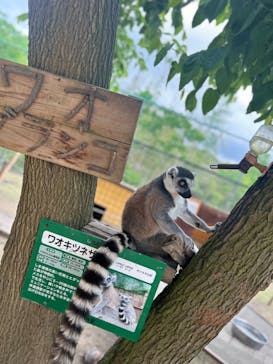 しろとり動物園に投稿された画像（2024/5/27）