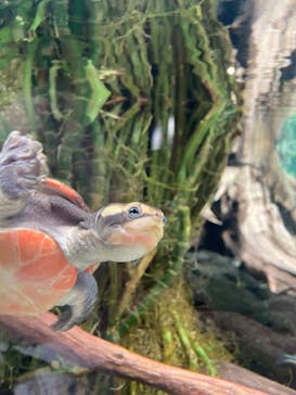 カワスイ 川崎⽔族館に投稿された画像（2024/5/27）