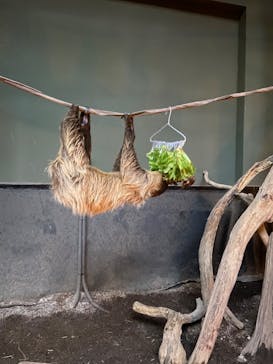 カワスイ 川崎⽔族館に投稿された画像（2024/5/27）