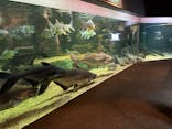 世界淡水魚園水族館　アクア・トトぎふに投稿された画像（2024/5/28）