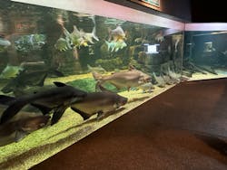 世界淡水魚園水族館　アクア・トトぎふに投稿された画像（2024/5/27）