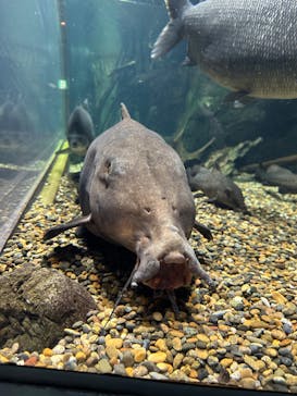 世界淡水魚園水族館　アクア・トトぎふに投稿された画像（2024/5/27）