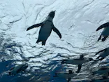 サンシャイン水族館に投稿された画像（2024/5/28）