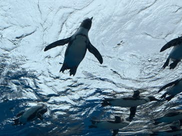 サンシャイン水族館に投稿された画像（2024/5/27）