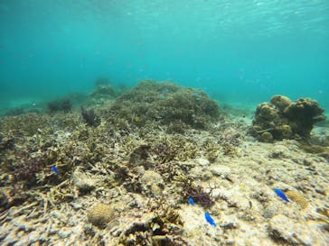 オースリーシュノーケル宮古島に投稿された画像（2024/5/27）