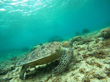 オースリーシュノーケル宮古島に投稿された画像（2024/5/27）