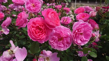 ぎふワールド・ローズガーデンに投稿された画像（2024/5/27）