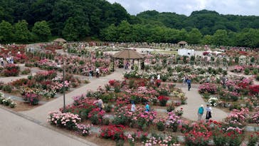 ぎふワールド・ローズガーデンに投稿された画像（2024/5/27）