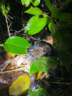 宮古島 ADVENTURE PiPi（ミヤコジマ アドベンチャー ピピ）に投稿された画像（2024/5/27）