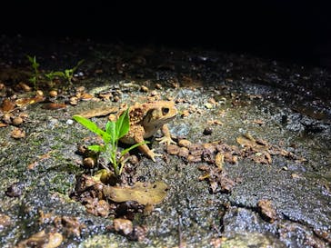 宮古島 ADVENTURE PiPi（ミヤコジマ アドベンチャー ピピ）に投稿された画像（2024/5/27）