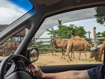 群馬サファリパークに投稿された画像（2024/5/28）