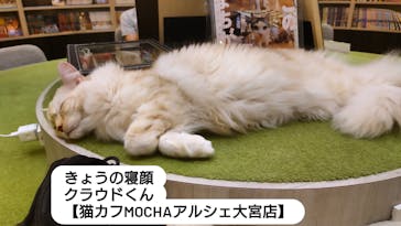 猫カフェモカ　アルシェ大宮店に投稿された画像（2024/5/28）