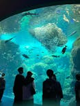 新江ノ島水族館に投稿された画像（2024/5/28）