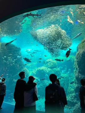 新江ノ島水族館に投稿された画像（2024/5/28）