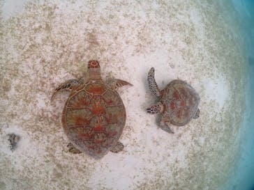 宮古島マリンショップSmileyに投稿された画像（2024/5/28）