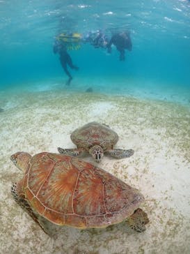 宮古島マリンショップSmileyに投稿された画像（2024/5/28）