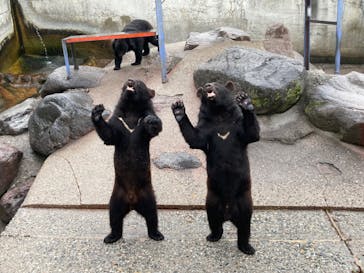 奥飛騨クマ牧場に投稿された画像（2024/5/28）