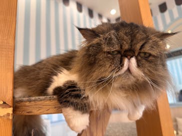 猫カフェモカ　イオンレイクタウン店に投稿された画像（2024/5/28）