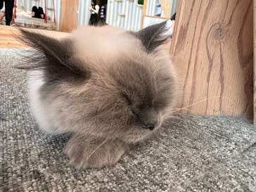 猫カフェモカ　イオンレイクタウン店に投稿された画像（2024/5/28）