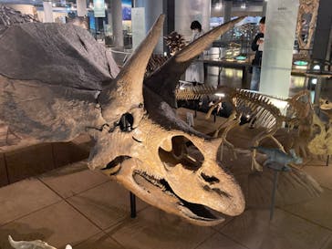 福井県立恐竜博物館に投稿された画像（2024/5/28）