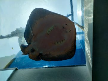 九十九島水族館海きららに投稿された画像（2024/5/28）