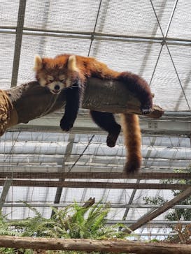 神戸どうぶつ王国に投稿された画像（2024/5/28）