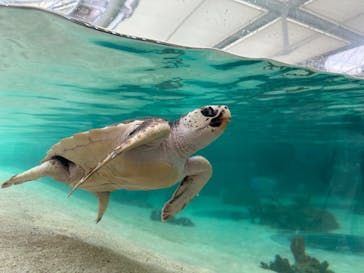 鴨川シーワールドに投稿された画像（2024/5/28）