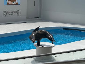 鴨川シーワールドに投稿された画像（2024/5/28）