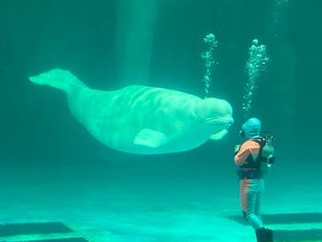 鴨川シーワールドに投稿された画像（2024/5/28）