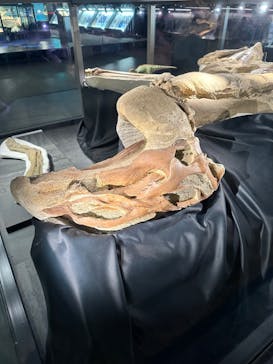 福井県立恐竜博物館に投稿された画像（2024/5/28）