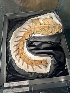 福井県立恐竜博物館に投稿された画像（2024/5/28）