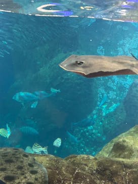 新江ノ島水族館に投稿された画像（2024/5/28）
