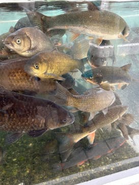 世界淡水魚園水族館　アクア・トトぎふに投稿された画像（2024/5/28）