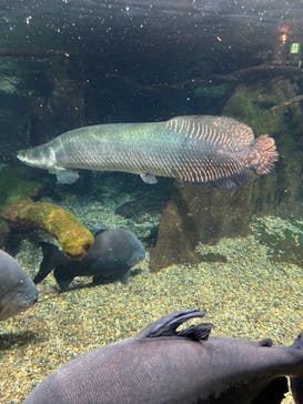 世界淡水魚園水族館　アクア・トトぎふに投稿された画像（2024/5/28）