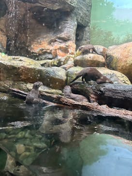 世界淡水魚園水族館　アクア・トトぎふに投稿された画像（2024/5/28）