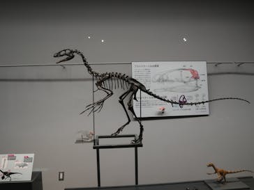 福井県立恐竜博物館に投稿された画像（2024/5/28）