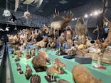 特別展「大哺乳類展３－わけてつなげて大行進」に投稿された画像（2024/5/28）