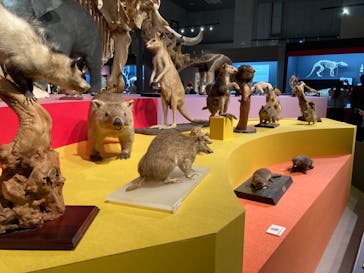特別展「大哺乳類展３－わけてつなげて大行進」に投稿された画像（2024/5/28）